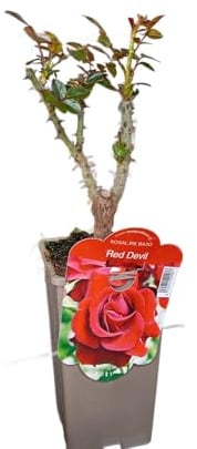 Planta Roja Arbustiva - Rosal Natural Perfecto para Exterior