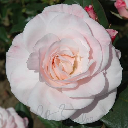Peter Beales Roses UK English Miss Floribunda Bush Rose, Coral Pink to Blush, 75cm x 60cm
