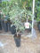 Litchi chinensis) un albero giovane.