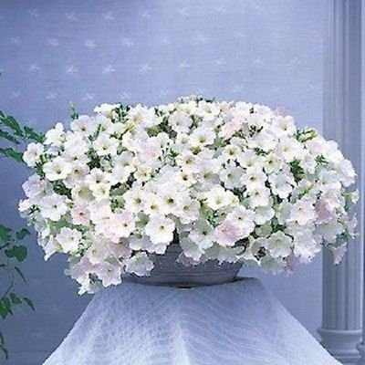 Ponak New Fresh 10 Stück weiße Petunia Opera Blumensamen