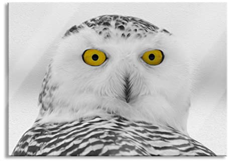 Pixxprint Glasbild, Wandbild aus Echtglas, große Schnee Eule, 60x40 cm, inkl. Aufhängung und Abstandshalter