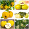 120 Pcs Quittenbaum Winterhart Samen - Seltene Pflanzen Pflanzen Samen Indoor Quitte, Quitten, Cydonia Oblonga, Zimmerpflanzen, Samen Topf Pflanze Baum Deko Obst, Nachhaltige Geschenke