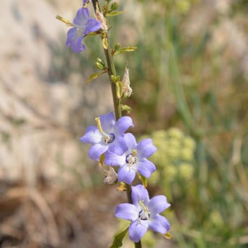 Campanula pyramidalis 'Blue' - Hardy Perennial with Towering Spikes of Blue Bell-Shaped Flowers – 2X 1 Litre Potted Plant by Thompson & Morgan