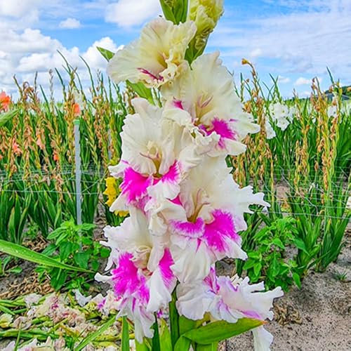 Gladiolenzwiebeln,Viele Blumen, Winterhart,Gladiolen,Topfpflanzen,Balkon, Regenbogenfarben,Gartenzwiebeln, FrüHblüHend,Geheimnisvolle Zauberzwiebeln-10zwiebeln-B