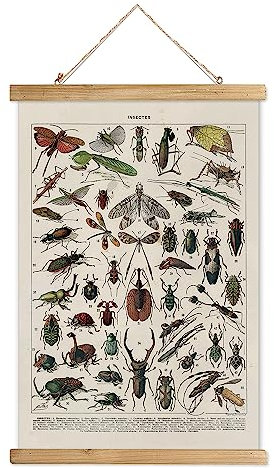 XIAOAIKA Vintage-Entomologie-Poster – Illustrierte Insektenarten-Diagramm mit Holzrahmen – pädagogische Insekten-Identifikation Wandkunst für Wissenschaft, Klassenzimmer, Heimbüro, 50 x 75 cm