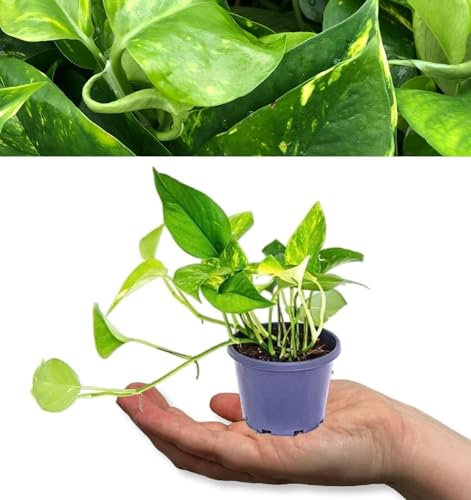 Scindapsus Aureum - Devil's Ivy in 6cm Pot - Mini Indoor Plant - Air Purifying (2 Plants)
