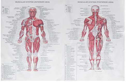 ANDRESLAD Human Anatomy Poster Skeletale Muskelanatomie Lehrtafel Anatomisches Bild Für Ausbildung Klare Druckqualität Langlebiges Material Für Effektives Lernen