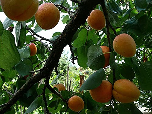 Aprikose Prunus armeniaca Pflanze 15-20cm Marille Malete Barille Aprikosenbaum