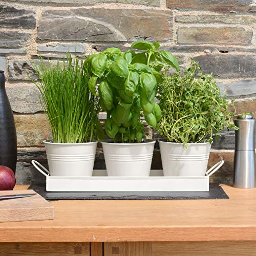 CKB LTD Set di 3 vasi in metallo con vassoio per erbe aromatiche - Per interni, davanzali e balconi, coltiva le tue erbe per la cucina. Colore bianco gesso