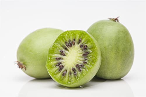 Actinidia arguta 'Weiki' 40–60 cm – Winterhart, Mehrjährig, Pflegeleicht – Kiwibeere – Kletterpflanze für Pergola & Rankhilfe