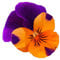 Pansy Plants, 'Purple and Orange', 20 x Full Plant Pack, Pansies, Bedding Plants, Garden Ready, Pansy, Premium Quality Flowers