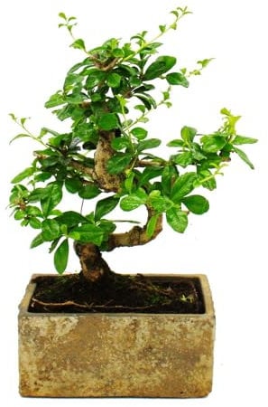Bonsai fürs Zimmer - in moderner Trendkeramik - Zimmerbonsai Carmona - 6 Jahre alt - Steinoptik