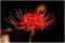 3 X Lycoris Radiata - Giglio Del Ragno Rosso - Bulbi Di Alta Qualità (3)