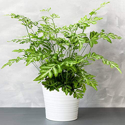 1 x Pteris Evergremiensis - Felce a Pizzo Argentato | 25-35cm Pianta da Interno Regalo
