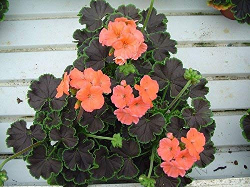 15 Semi di geranio Cola Aprikose