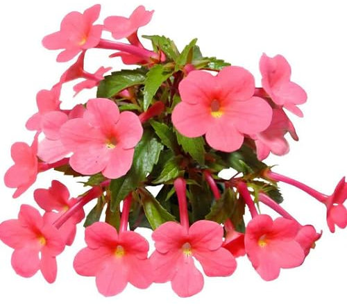 Giant Fresh New Phlox Flower Seeds for Planting and Growing Red