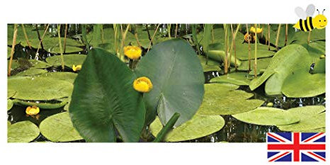 Lincolnshire Pond Plants Ltd - Nupar Lutea - Brandy Bottle - Native Yellow Water Lily - Potted - Marginal Pond Plants - Fish or Wildlife Pond and bog Aquatic Plants