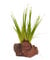 Lincolnshire Pond Plants Ltd - Bogwood, Rocks and PadsTropical Live Aquarium Plants (Eleocharis parvulus on Lava Rock)