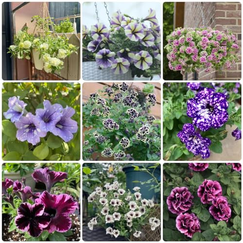 600 pcs petunien samen hängend, winterharte stauden dauerblüher, kleine ostergeschenke petuniensamen, Petunie Petunia hybrida, gastgeschenke hochzeit blumensamen, winterharte pflanzen