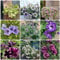 600 pcs petunien samen hängend, winterharte stauden dauerblüher, kleine ostergeschenke petuniensamen, Petunie Petunia hybrida, gastgeschenke hochzeit blumensamen, winterharte pflanzen