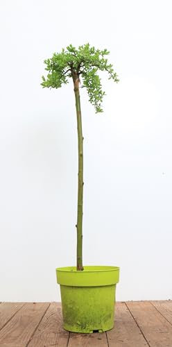 Salix arbuscula 30 cm Stammhöhe - Zwerg-Weide, kompakte Form, ideal für kleine Gärten und Kübel, winterhart, pflegeleicht