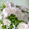 100 pcs azalee winterhart balkon samen, balkonpflanzen frühling, blumengeschenk rhododendron samen - Rhododendron simsii - wildblumensamen, balkon balkon pflanzen, blumenstauden winterhart