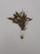 Wasserpflanzen Aquarium 1 schöne volle Bundpflanze wählen Sie selbst + 2 kleine Mooskugeln 1-2 cm (Alternanthera Rosaefolia)