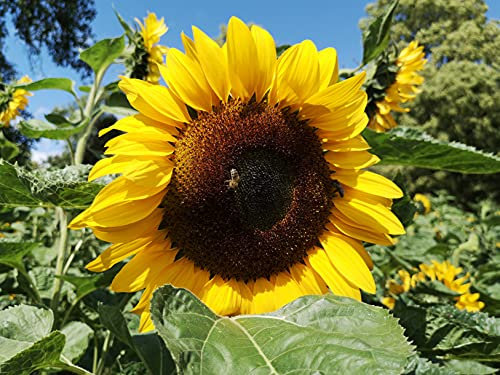 100 Samen klassisch gelbe Sonnenblume der Sorte Goldener N. mit großen gelb-goldenen Blüten, Sonnenblumensamen lat. Helianthus, Saatgut mit gelber Blüte, Bienenmagnet Sonnen Blumen, Garten Pflanzen
