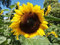 100 Samen klassisch gelbe Sonnenblume der Sorte Goldener N. mit großen gelb-goldenen Blüten, Sonnenblumensamen lat. Helianthus, Saatgut mit gelber Blüte, Bienenmagnet Sonnen Blumen, Garten Pflanzen