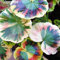 100 semillas de Coleus de hierba de colores para bonsái, plantas perennes para decoración del hogar, jardín, 4 # semillas de Coleus para mujeres, hombres, niños, principiantes, jardineros regalo