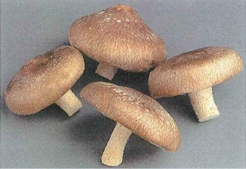 ALYKE Pilzdübel Plugs - Shiitake Pilz für Holzscheite