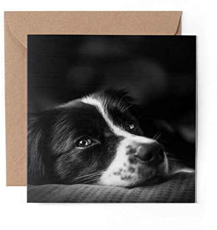 1 x Grußkarte (Fotoeinsatz) – Border Collie Schaf Hund Haustiere – blanko Geburtstagsfeier Jahrestag #8639