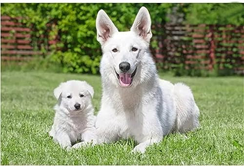 DIY 5D Diamant Malerei Vollbohrer Kit,Weiße Schweizer Schäferhunde 5D Diamond Painting Set,Malen nach Zahlen Diamant,Diamond Painting Bilder für Erwachsene Kinder,Handarbeit Basteln Wand Decor 70x90cm