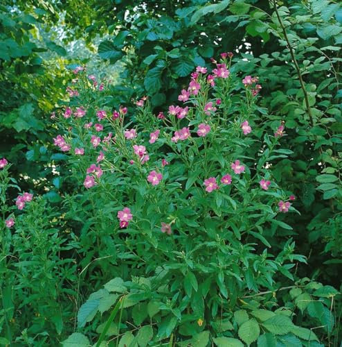 Epilobium hirsutum ca. 9x9 cm Topf - Zottiges Weidenröschen, rosa Blüten, Blütezeit Juli-September, ideal für naturnahe Gärten, bienenfreundlich, pflegeleicht