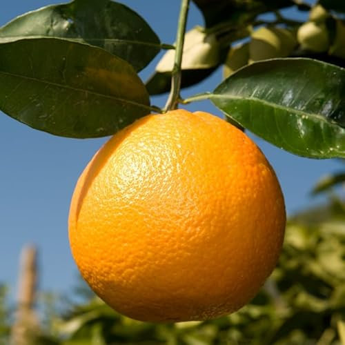 Orangenbaum Citrus sinensis 'Washington Navel' 120-140 cm – Saftige Süßorangen, pflegeleicht & ertragreich – Ideal für Garten, Terrasse & Wintergarten – Immergrün & dekorativ