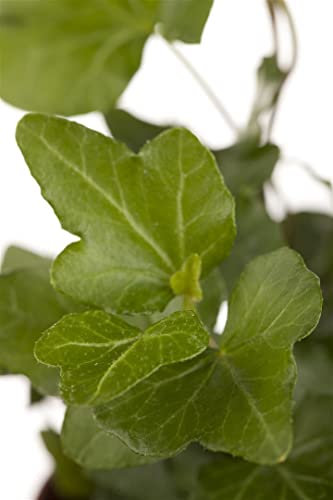 Hedera helix 'Wonder' ca. 9x9 cm Topf - Efeu, immergrün, ideal für Kübel und Wände, pflegeleicht, winterhart, luftreinigend