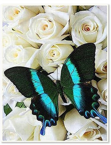 30 x 40 CM || DCIDBE DIY Diamond Painting 5D Fiori - Quadri con Perline Rosa Bianca - Artigianato Decorazione Murale Domestica - Regalo Donna/Sorella/Matrimonio/Compleanno-Farfalla Verde