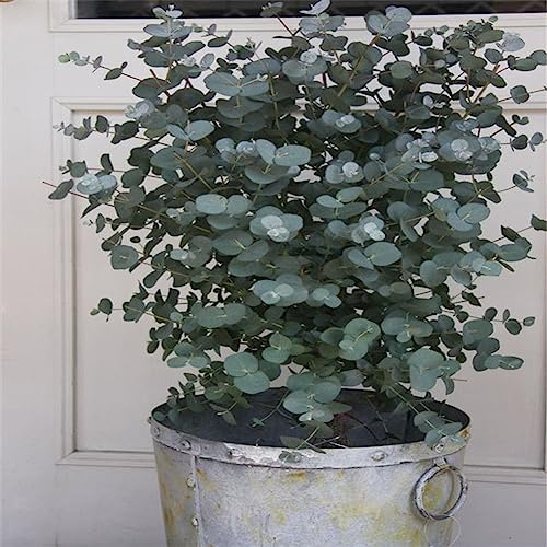 Saterkali Graines d'arbre d'eucalyptus, 30 graines d'arbre d'eucalyptus bonsaï plante aromathérapie décoration de la maison tropicale