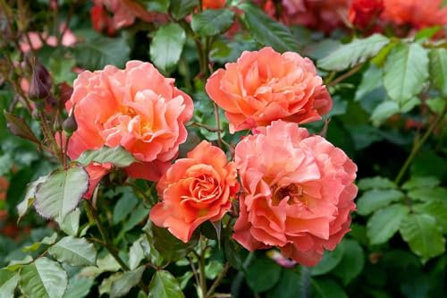 Rosa 'Westerland' - Strauchrose, orange-gelbe Blüten, Blütezeit Juni-Oktober, duftend, ideal für Rabatten, winterhart und pflegeleicht
