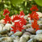 Sun Catcher Garden Decor 5er Set Sonnenfänger Garten Stecker, Statuen Figuren 10cm hohe Frosch Dekoration für Garten, Balkon oder Terrasse, Farbe:rot