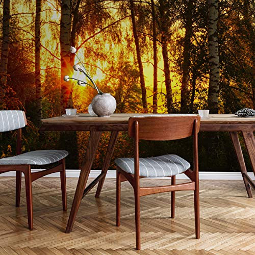 Muralo Vinyl Glatte FOTOTAPETE Wald Bäume Birken Sonne Natur Tapete Wandtapeten 152,5 x 104 Wohnzimmer Schlafzimmer Moderne Wandbilder XXL Wand Dekoration Br.152,5xHö.104
