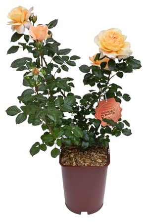 Vannucci Piante - Rosa vera a cespuglio in vaso. Pianta da balcone con bellissime colorazioni! (Giallo/Arancio)