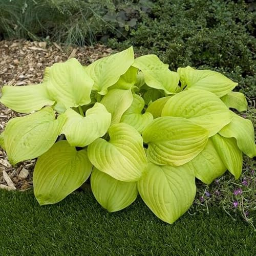 Hosta Funkie Viele Arten und Farben zur Auswahl Knollen Wurzeln Mehrjährige Winterhart Pflanze (Tortilla Chip)