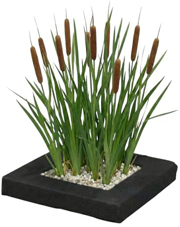 Vdvelde․com - Rohrkolben Teichpflanze, 4x Typha latifolia, Pflanzinsel | Sumpfpflanze für Gartenteich und Uferzone, wird bis 80 cm hoch, winterhart, mit Korb, Substrat und Dünger