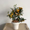 80 pcs kumquat samen kaufen - Citrus japonica - exotische pflanzen, winterharte kübelpflanzen kumquat baum pflanze zwergobstbäume, zimmerpflanze bonsai samen, sukkulenten samen balkonpflanzen