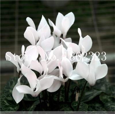 100 Pz Ciclamino semi di Fiori perenni per il giardinaggio Bianco