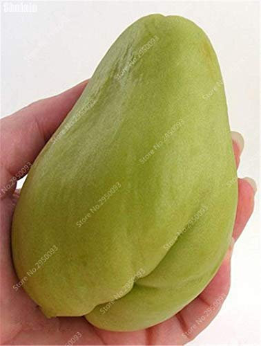 Vistaric 20 teile/beutel Exotische Chayote Samen Seltene Saftige Ornamental Kürbis Bonsai Topf Gemüse Obst Pflanze für Garten Decor