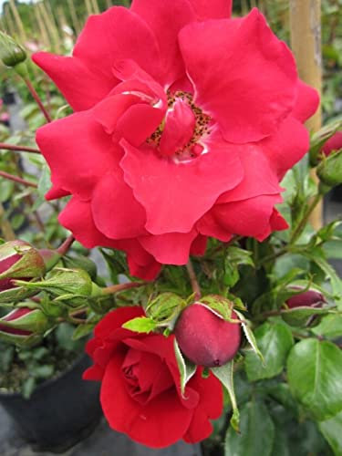 Kletterrose Tradition 95® - Rosa Tradition 95® - blutrot - Duft+ - Kordes-Rose