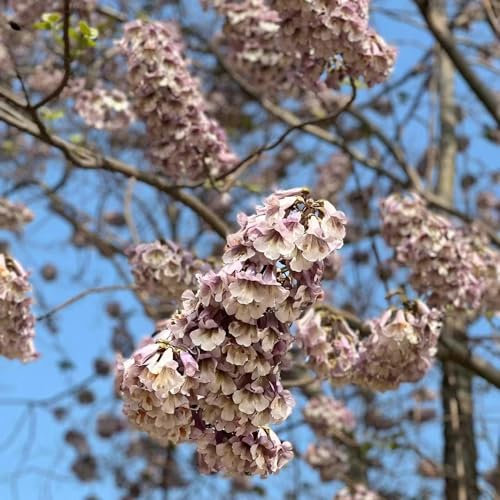 30 pcs paulownia baum pflanze samen bio saatgut bonsai baum paulownia tomentosa steingartenpflanzen winterhart kübelpflanzen winterhart mehrjährig topfpflanzen plants