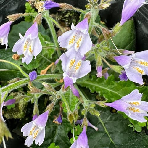 50 pcs Bodendecker Mazus Reptans Samen, bodendecker winterhart mehrjährig samen Lippenmäulchen Pflanze, bodendecker winterhart mehrjährig pflanzen pflanzensamen exotisch küchenkräuter